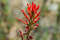 Castilleja foliolosa