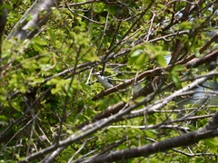 Pericrocotus divaricatus