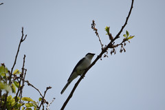 Pericrocotus divaricatus