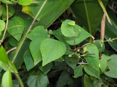 Pericampylus glaucus