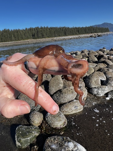 East Pacific Red Octopus (Octopus rubescens), a species recorded in Oregon