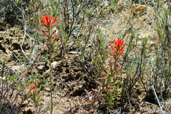 Castilleja foliolosa