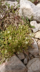 Arenaria serpyllifolia aegaea
