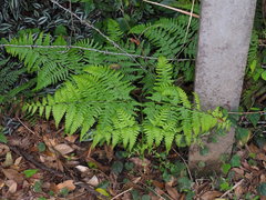 Pteridium latiusculum