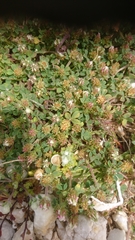 Trifolium scabrum