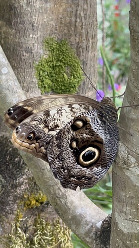 Caligo telamonius image