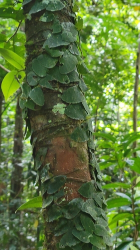 Bejuco de lira (Marcgravia rectiflora)