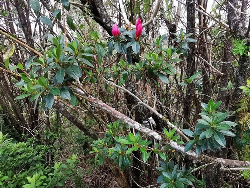 Foto de Azaleia