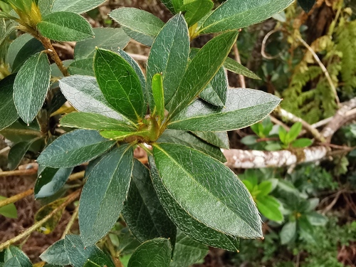 Foto de Azaleia