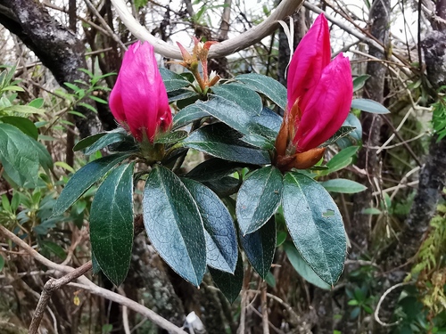 Foto de Azaleia