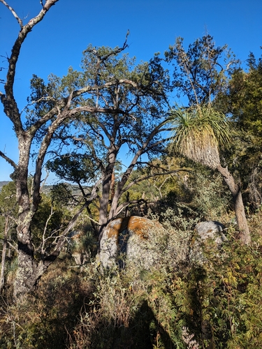 Laguna pinyon (Pinus lagunae)