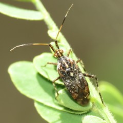 Neurocolpus arizonae