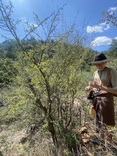 Commiphora schimperi