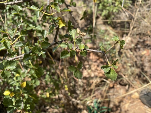 Commiphora schimperi