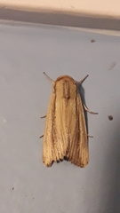 Leucania stenographa