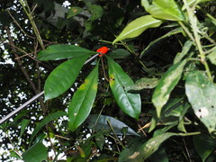 Osmanthus matsumuranus