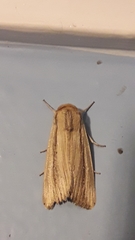 Leucania stenographa