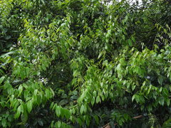 Castanopsis cuspidata carlesii