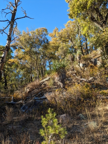 Quercus devia (Quercus devia)