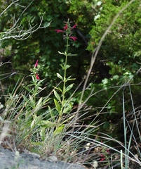 Salvia pentstemonoides