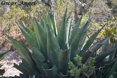 Agave gentryi