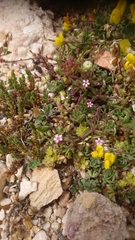 Silene sedoides