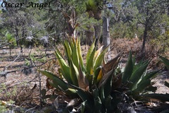 Agave gentryi
