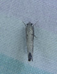 Xylorycta melaleucae