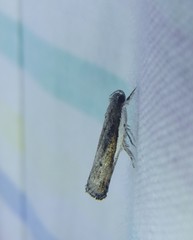 Xylorycta melaleucae