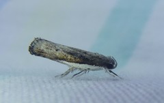 Xylorycta melaleucae