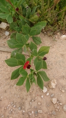 Lotus tetragonolobus