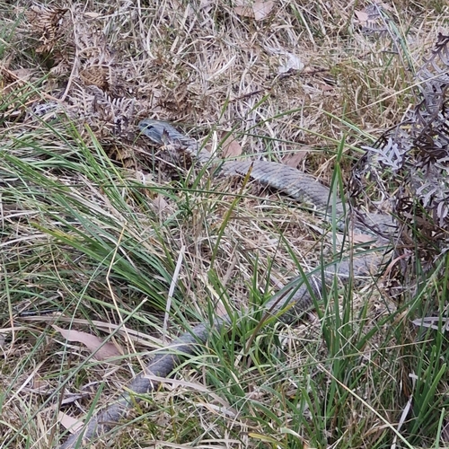 Tiger Snake sighting