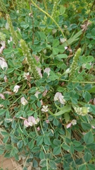 Trifolium uniflorum