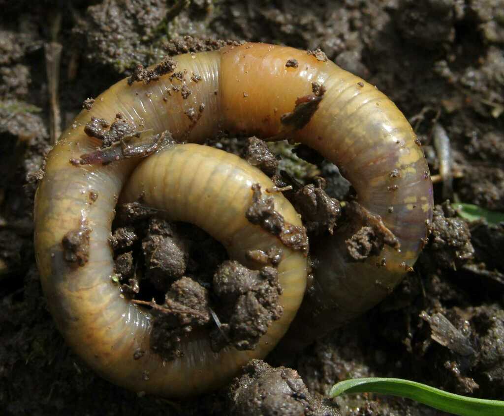 Green Worm