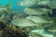 Helotes octolineatus