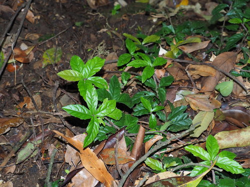 Ardisia pusilla iNat (2)
