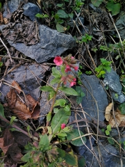 Pulmonaria rubra