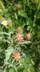 Trifolium spumosum