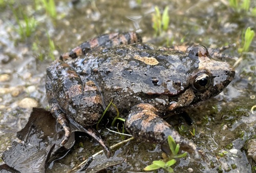 Tyrrhenian Painted Frog, Cagliari, Sardegna, IT, photo 8 of 10