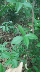Trachelospermum jasminoides