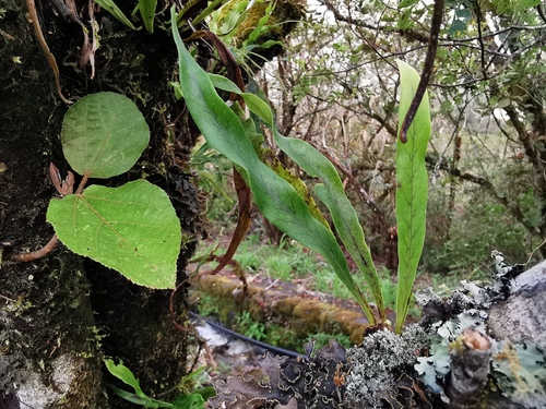 Lepisorus spicatus observed 2024-01-27