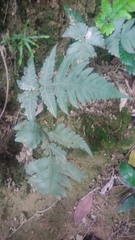 Tectaria fuscipes