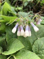 Symphytum × hidcotense