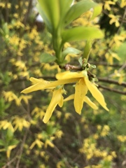 Symphytum × hidcotense