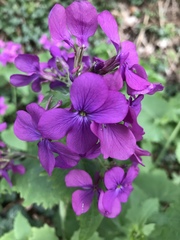 Symphytum × hidcotense