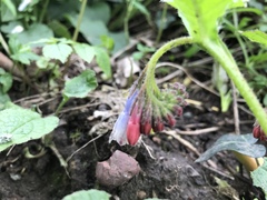 Symphytum × hidcotense