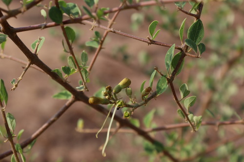 Image of Asian Bushbeech (Gmelina asiatica) by (c) Vikas D Prasad, some rights reserved (CC BY-SA)