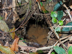 Manis pentadactyla pentadactyla