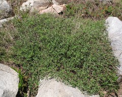 Monardella odoratissima