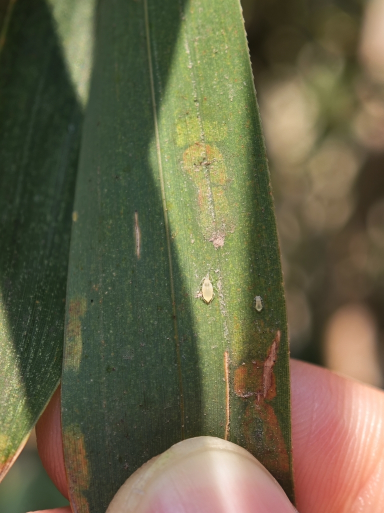 Black-spotted bamboo aphid from 福建省福州市台江区拎咖啡(上下杭店) on March 17, 2024 at ...